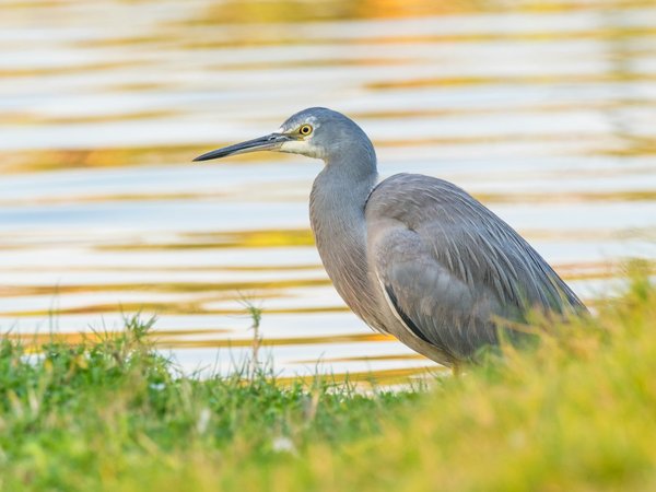 Où découvrir les traditions culinaires des Aborigènes en Australie ?
